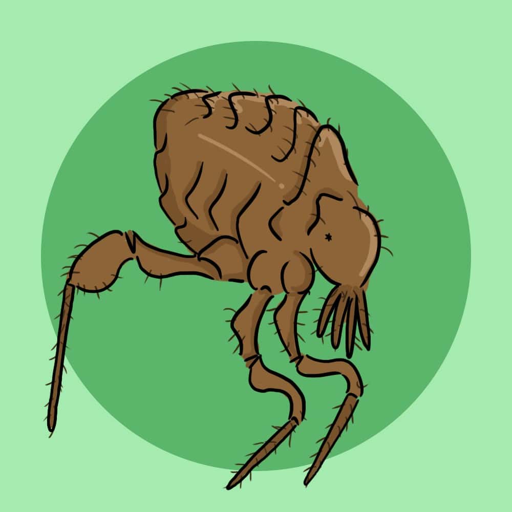 Identify If Your Pets Have Fleas